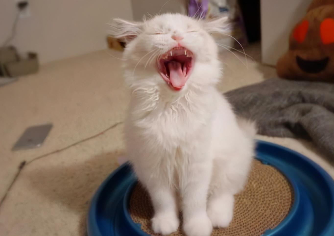 布偶猫的日常养护(布偶猫如何养)