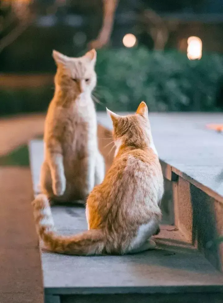 萌猫图片大全（猫咪图片可爱又呆萌）