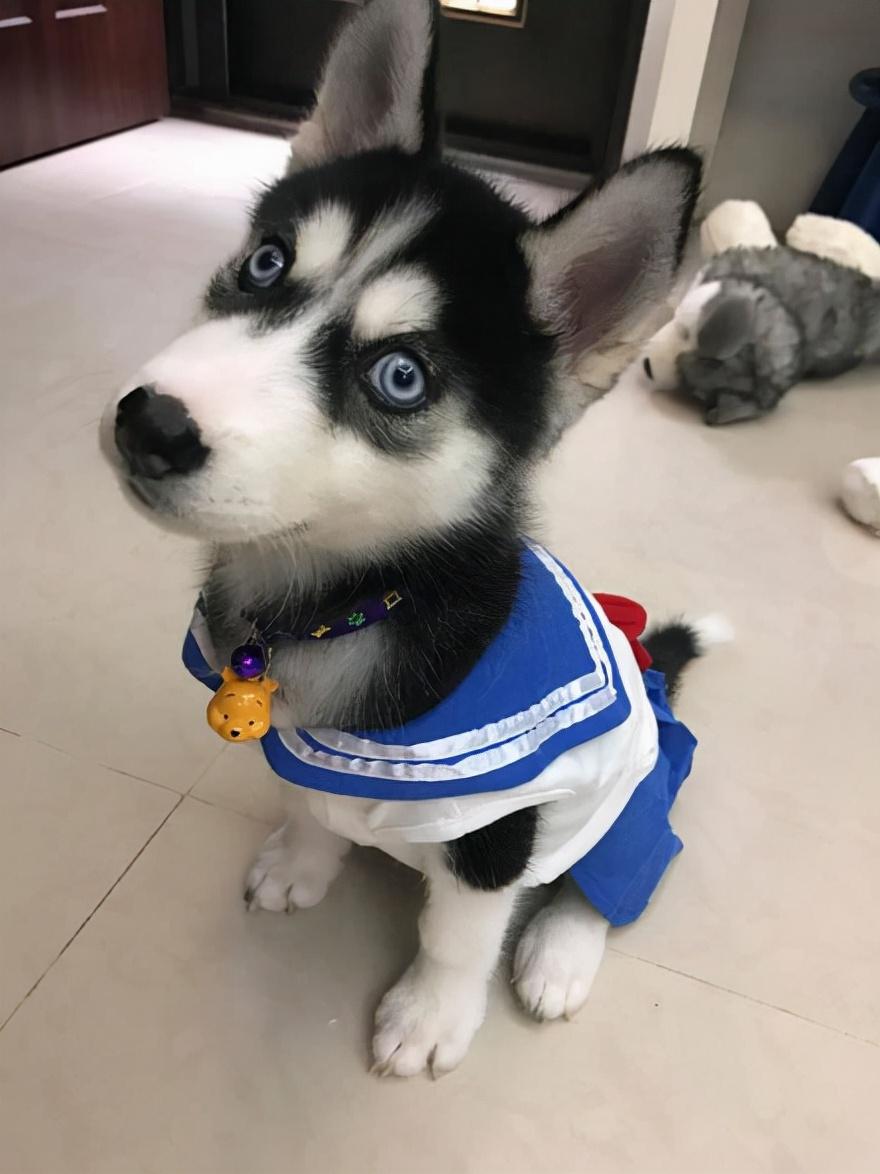 了解哈士奇价格一览表