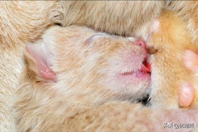 猫生小猫要怎么处理(刚出生的小猫怎么养)