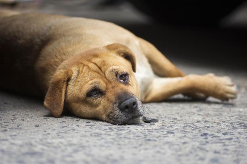 盘点养土狗的一些禁忌（详解：不吉利的狗的特征）