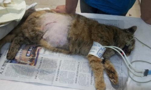 猫知道自己被绝育了吗 公猫绝育的利与弊