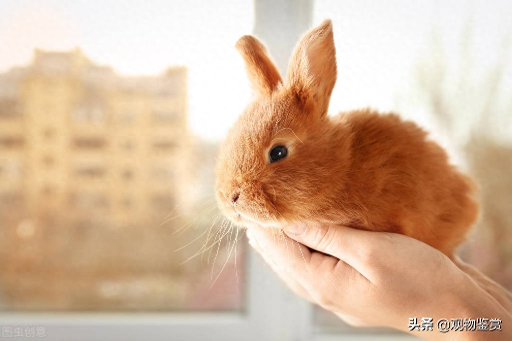 兔子什么举动是认主了呢(注意:愿意主动靠在你的身边就认了)