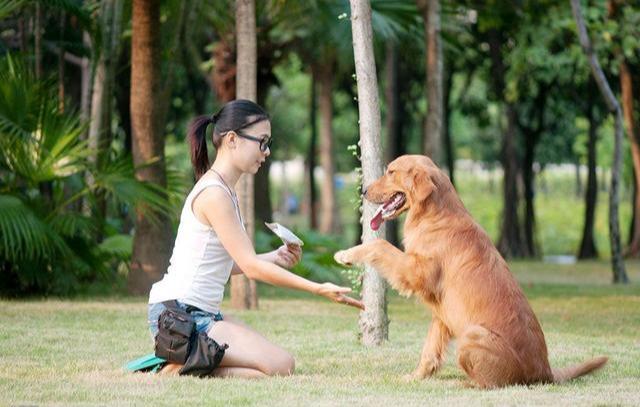 拉布拉多犬怎么训练（详解：训练拉布拉多最佳方法）