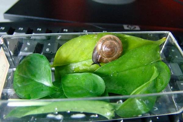 养龙猫害了一家人吗（学生耐养便宜的小宠物大全）