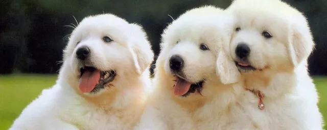 十大认主的狗狗排名（哪种狗狗最认主人）