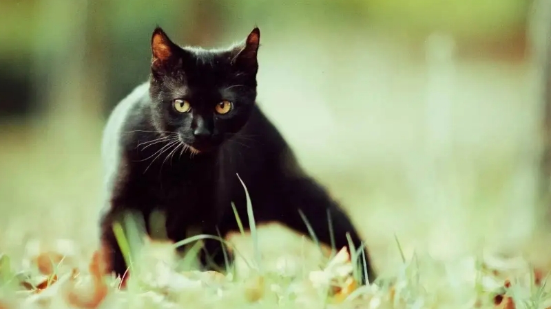 大黑猫图片(详解:5种不同纯黑色猫品种图)