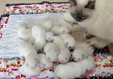 猫咪难产的表现（附：猫咪难产的原因及解决办法）