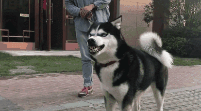 了解哈士奇价格一览表（哈士奇多少钱一只）