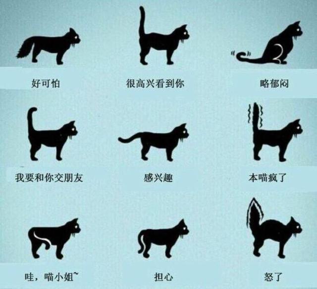 猫咪尾巴下垂是什么原因啊