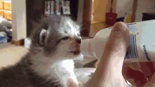 猫能能蛋糕吗(分享猫咪不能吃的食物)