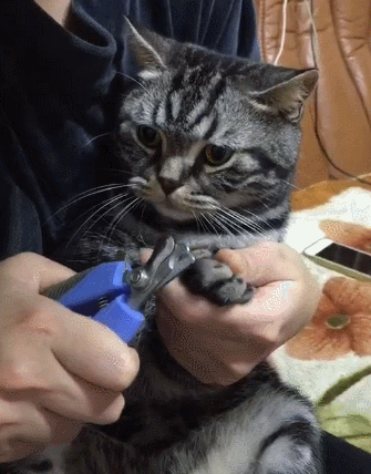 美短串狸花猫千万不能养（ 纯种灰色狸花猫美活泼程度）