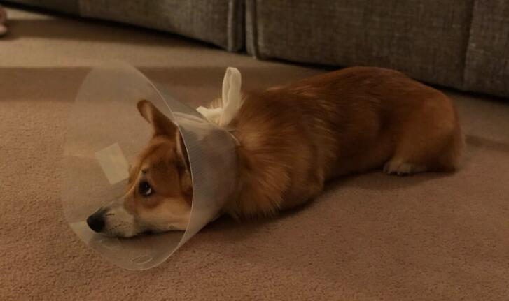 柯基绝育后怎么护理？这些注意事项，一定要好好掌握！