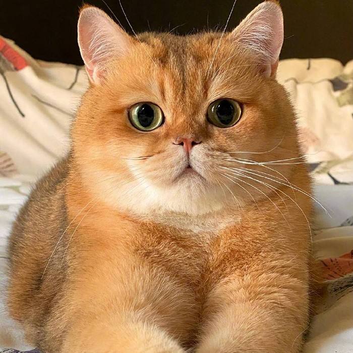 建议养英短的六个原因（英国短毛猫好养吗）