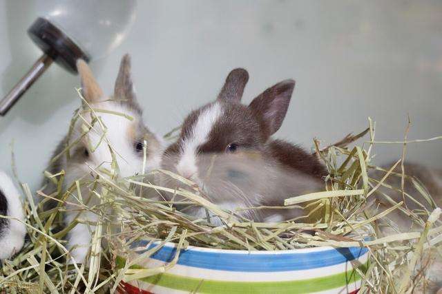 养兔日记：兔子球虫病能坚持多久