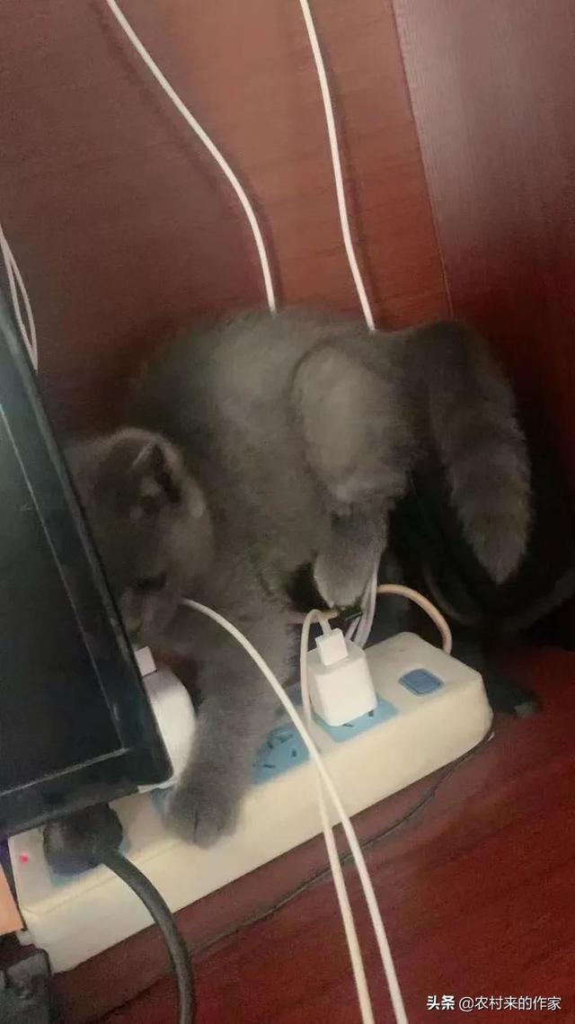 猫死后会给主人托梦吗(猫给人托梦意味着什么)