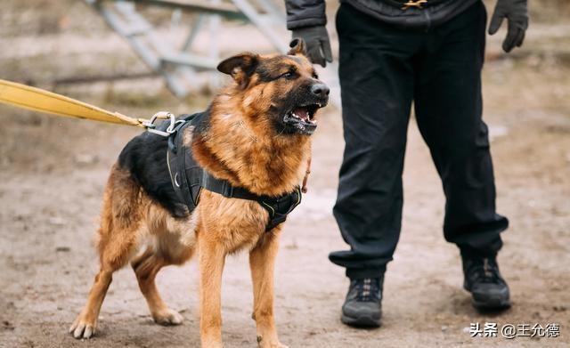 细数德牧6大被禁的原因（德国牧羊犬为什么禁养）