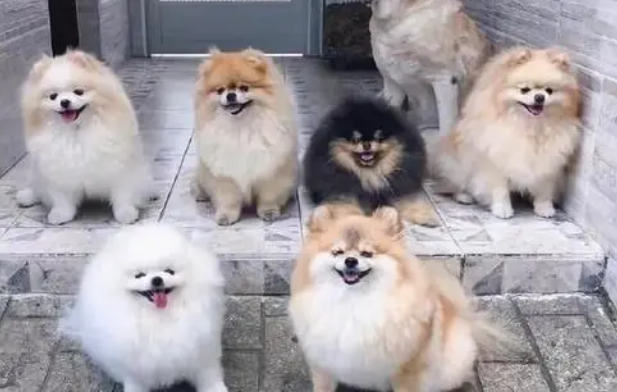 正宗的博美犬价格一览表