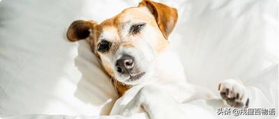 狗狗总是咳咳咳咔,名医分享（狗狗常见传染病哪些）
