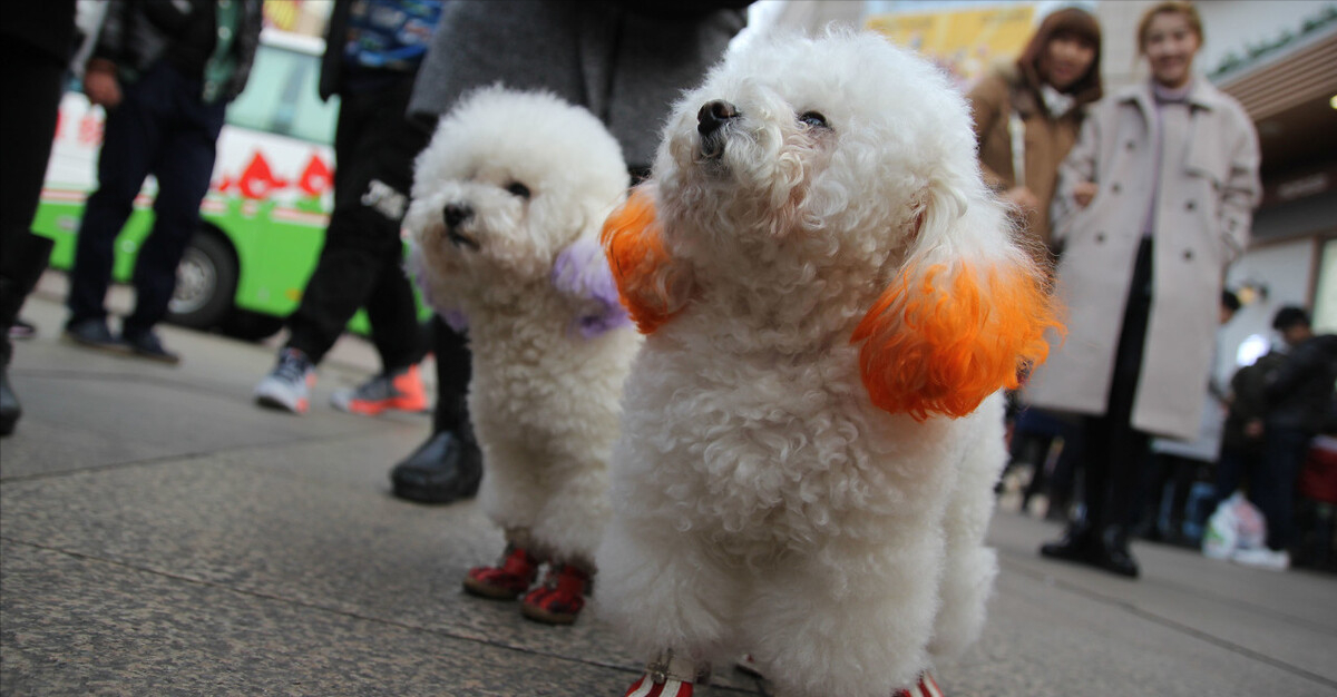 迷你贵宾犬好养吗（了解养贵宾犬的性格优点和缺点）