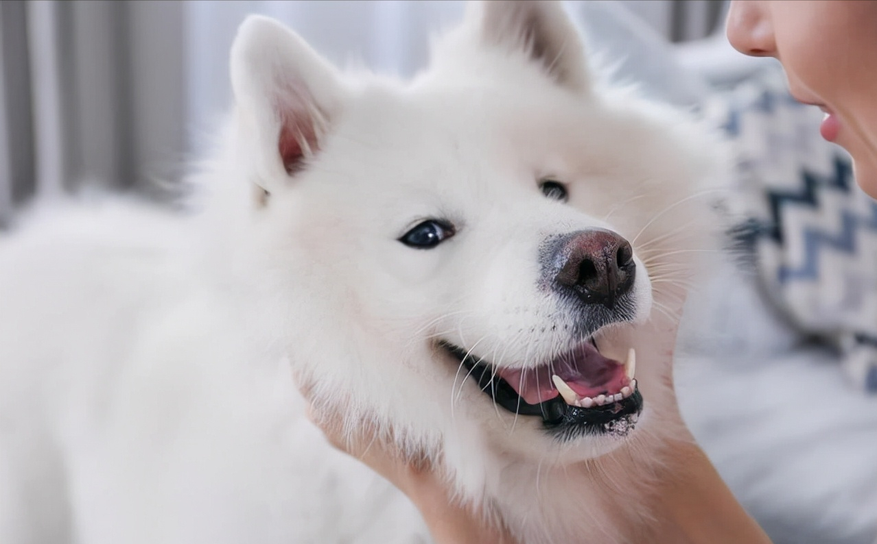 如何训练萨摩耶犬听话（详解：萨摩耶犬训练小技巧）