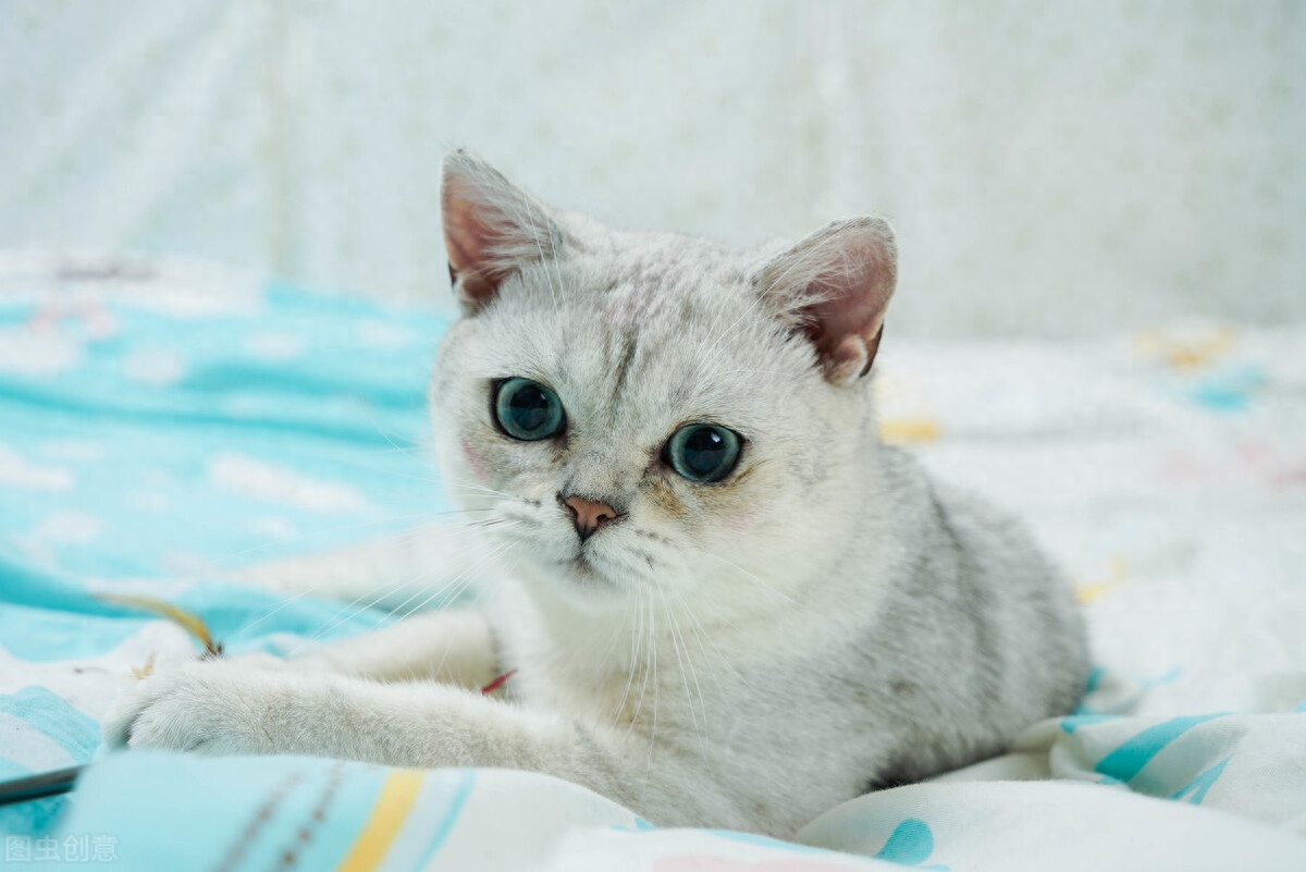 受人追捧的银渐层为何不建议养（附：千万别养银渐层）