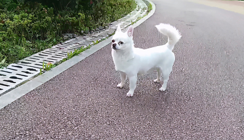 寻找狗很灵验的方法（附：农村狗丢了找回来的土方法）