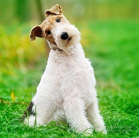 宠物犬排名及图片大全（宠物犬种类大全及名称）