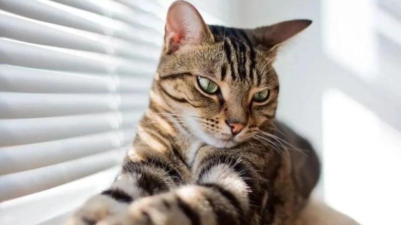 为什么不建议养狸花猫（附：6个缺点你能否受得住）