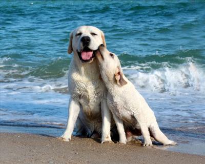 拉布拉多犬品相图解（拉布拉多犬的价格）