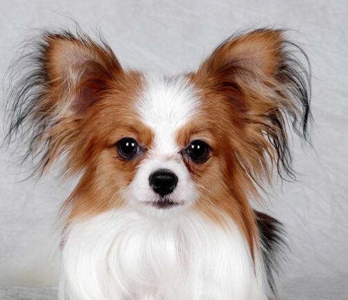 哪些狗适合家养不掉毛(分享最不爱掉毛的狗品种)