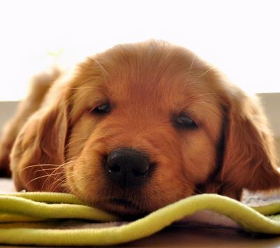 狗狗食欲变差的几种原因（狗狗挑食的6个原因）