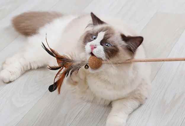 逗猫棒准备哪些材料