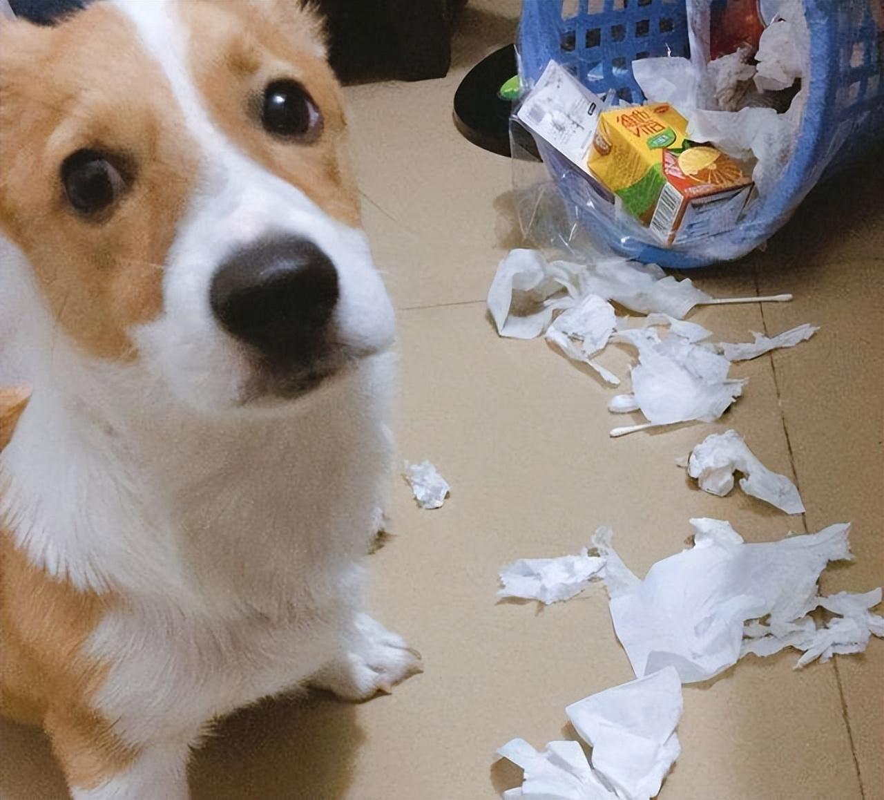 养柯基的好处和坏处（柯基犬适合家养吗）