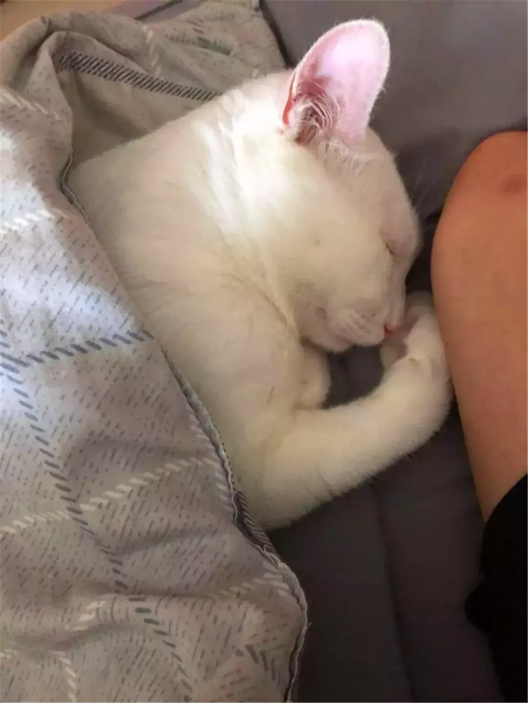 母猫绝育第一天夜里是危险期(绝育后母猫恢复伤口愈合快的护理方法)