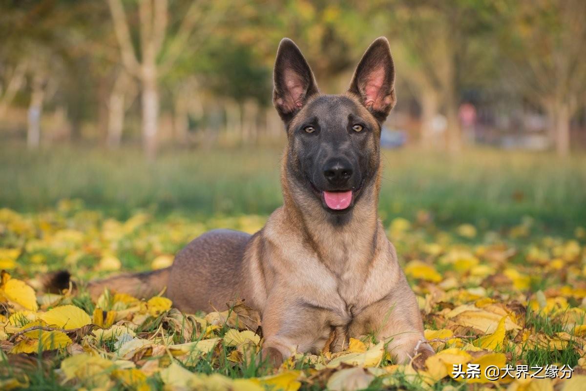 马犬图片大全纯种长啥样（教你3点精髓让你成为马犬专家）