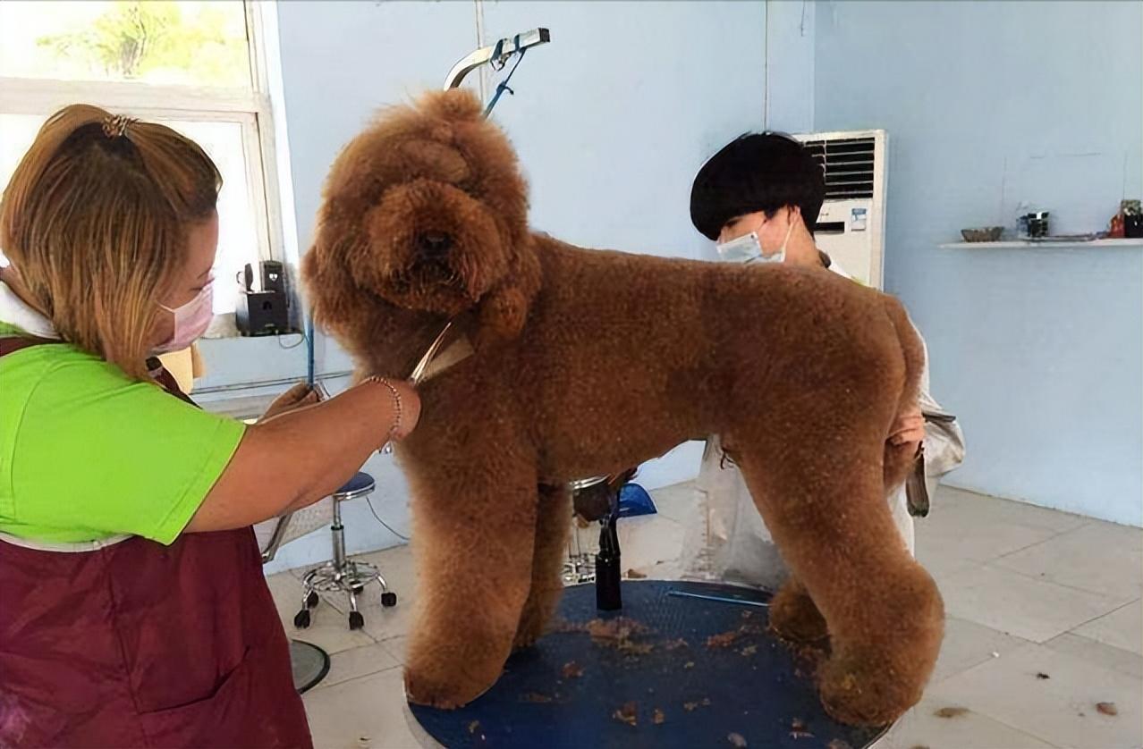 分享饲养巨型贵宾犬的好处（巨型贵宾犬好养吗）