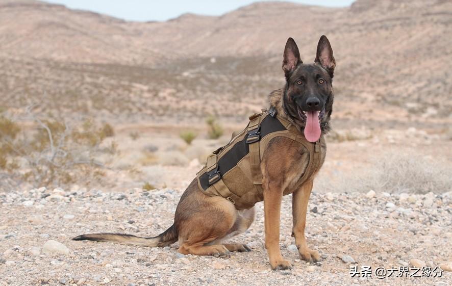 马犬图片大全纯种长啥样（教你3点精髓让你成为马犬专家）