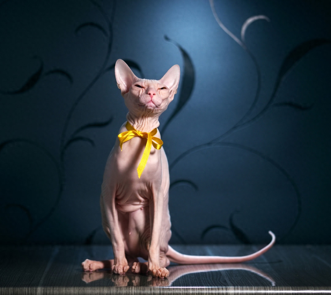 斯芬克斯猫等价格一览表2023（猫奴必备：探秘养猫界的名贵品种）