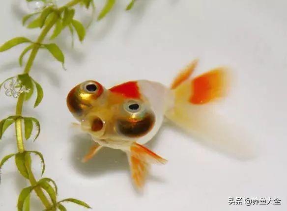 适合新手养的金鱼品种推荐(好养的金鱼品种有哪些)