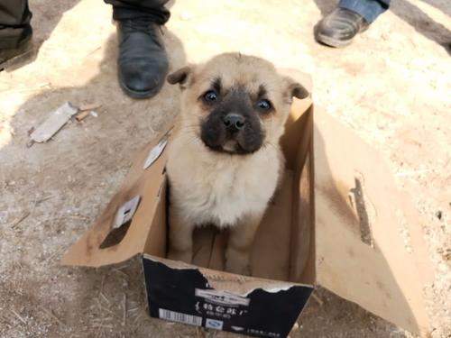 盘点养土狗的一些禁忌（详解：不吉利的狗的特征）