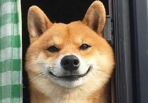 柴犬秋田犬区别在哪?来这看看就清楚了! 柴犬秋田犬区别在哪?来这看看就清楚了!