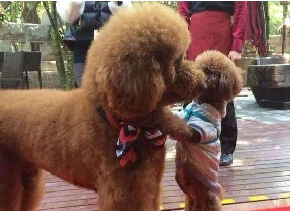 六个不养贵宾犬的理由(巨型贵宾犬怎么养)