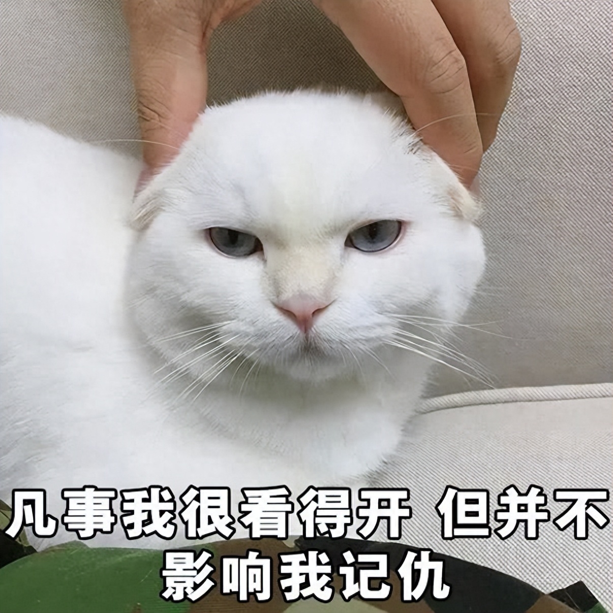 猫知道自己换主人了吗（附：猫有长期记忆及短期记忆）