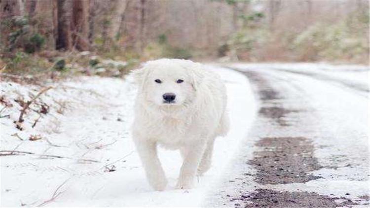 养大白熊犬要注意的事项(大白熊犬怎么养)