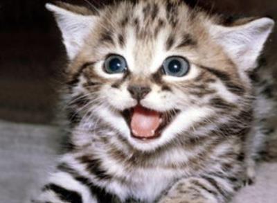 猫咪一直叫是什么原因（猫咪经常喵叫的原因）