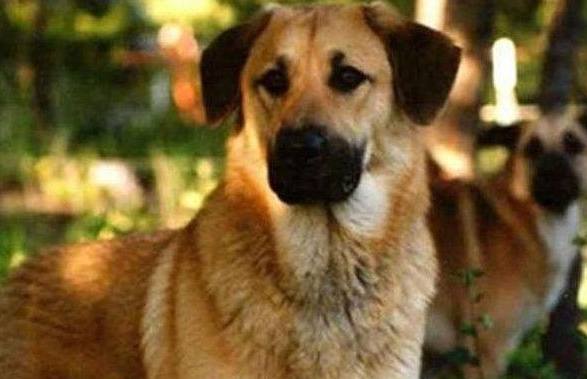 最适合家养的大型猛犬介绍（详解：大型犬哪种好养）