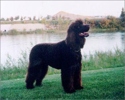 宠物犬排名及图片大全（宠物犬种类大全及名称）