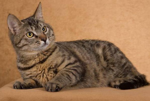 建议养狸花猫的六大好处（狸花猫好养吗）