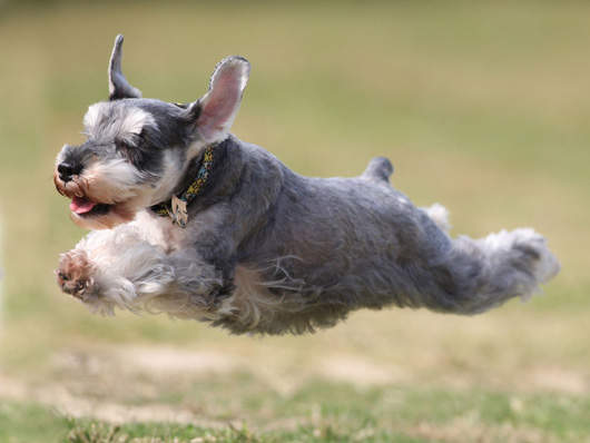 猫根本不必打三联 田园猫要打猫三联吗